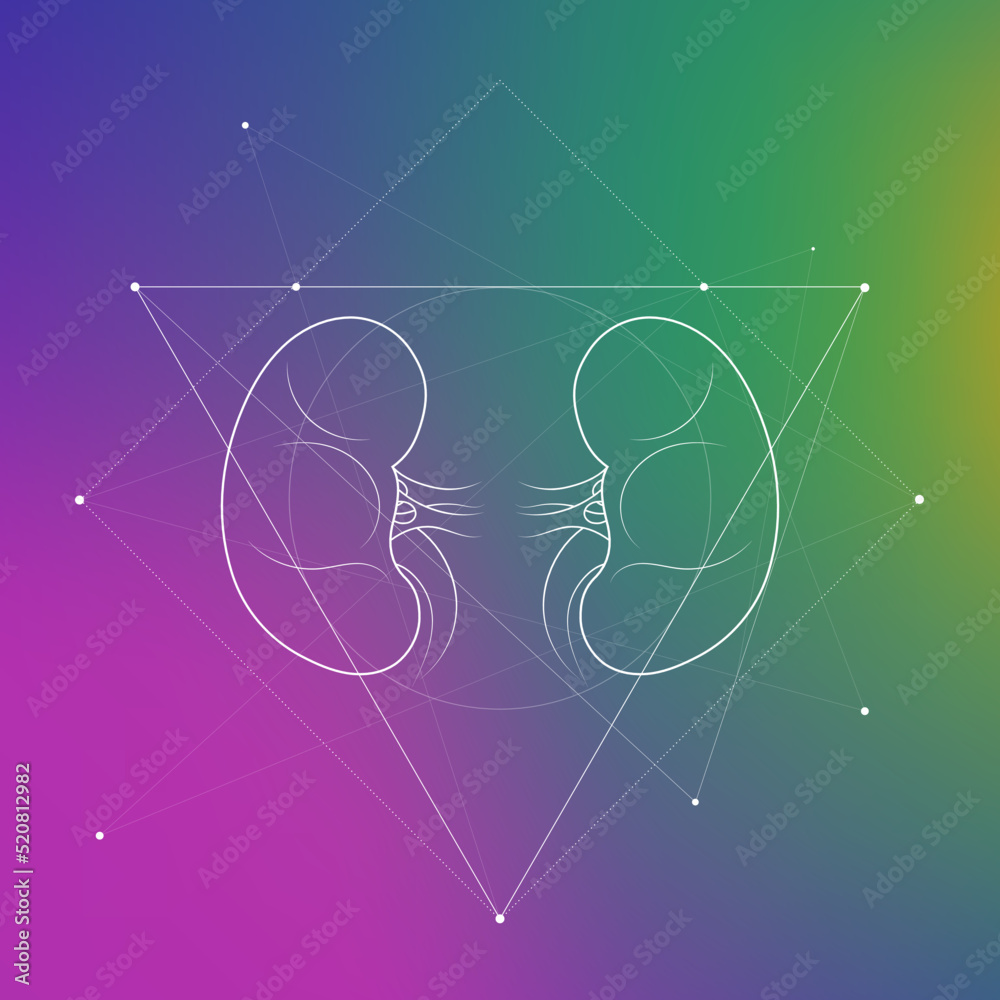 Minimal kidneys and renal system illustration on gradient. Human kidney ...