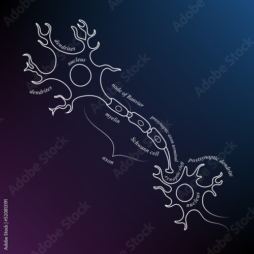 Neuron anatomy. Axons, dendrites, cell body, myelin and synaptic cleft. Neuroscience infographic on space background. Neurobiology scientific medical vector illustration.
