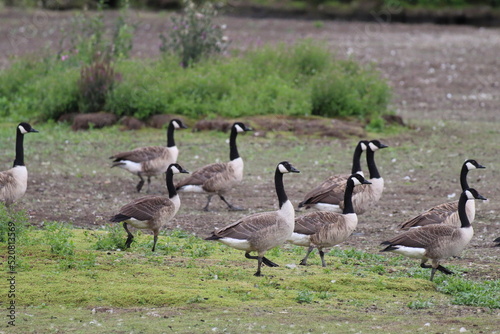 A very large flock of Canadian Geese at a nature reserve. There are gosling's in this group. This reserve is home to many animals. 