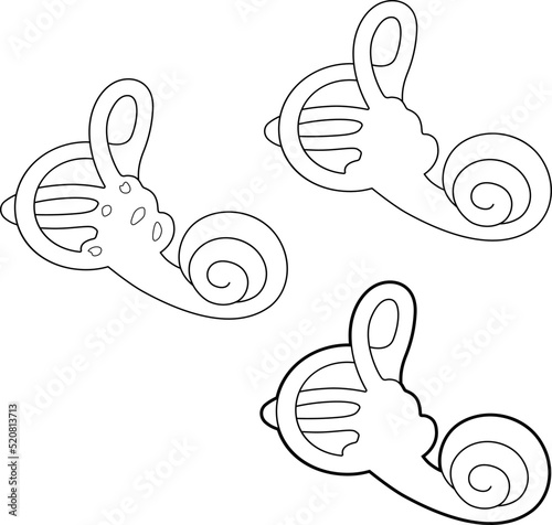 Human vestibular apparatus. The cochlea of the vestibular apparatus. Vector linear illustration.