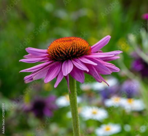 pink flower in the garden