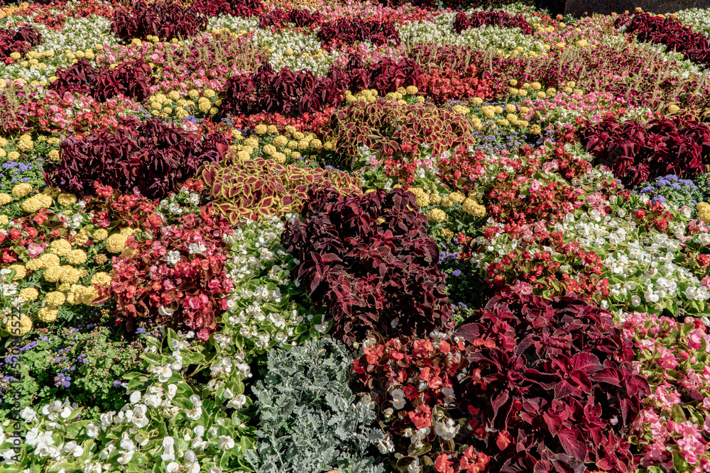 Naklejka premium flowers in the garden