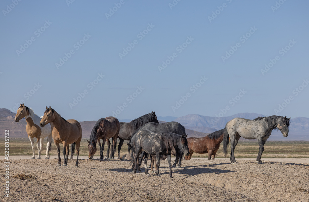 Obraz premium Wild Horses in Spring in the Utah Desert
