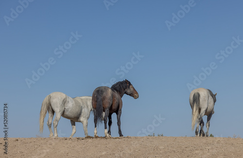 Fototapeta Naklejka Na Ścianę i Meble -  Wild Horses in Spring in the Utah Desert