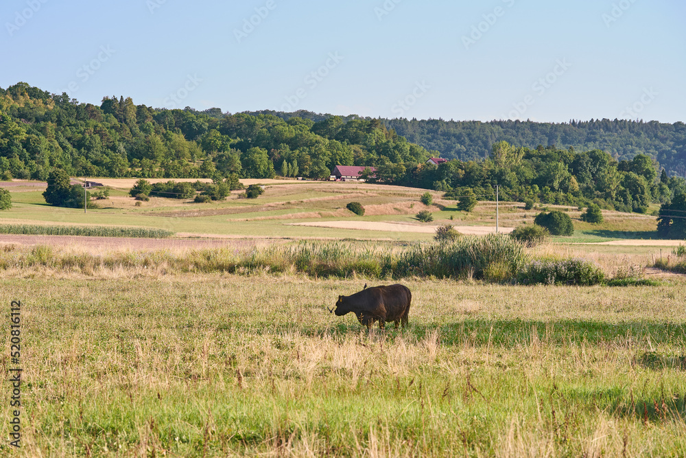 Heckenhäu Galloway Rinder auf der Freiland Weide im Naturschutzgebiet
