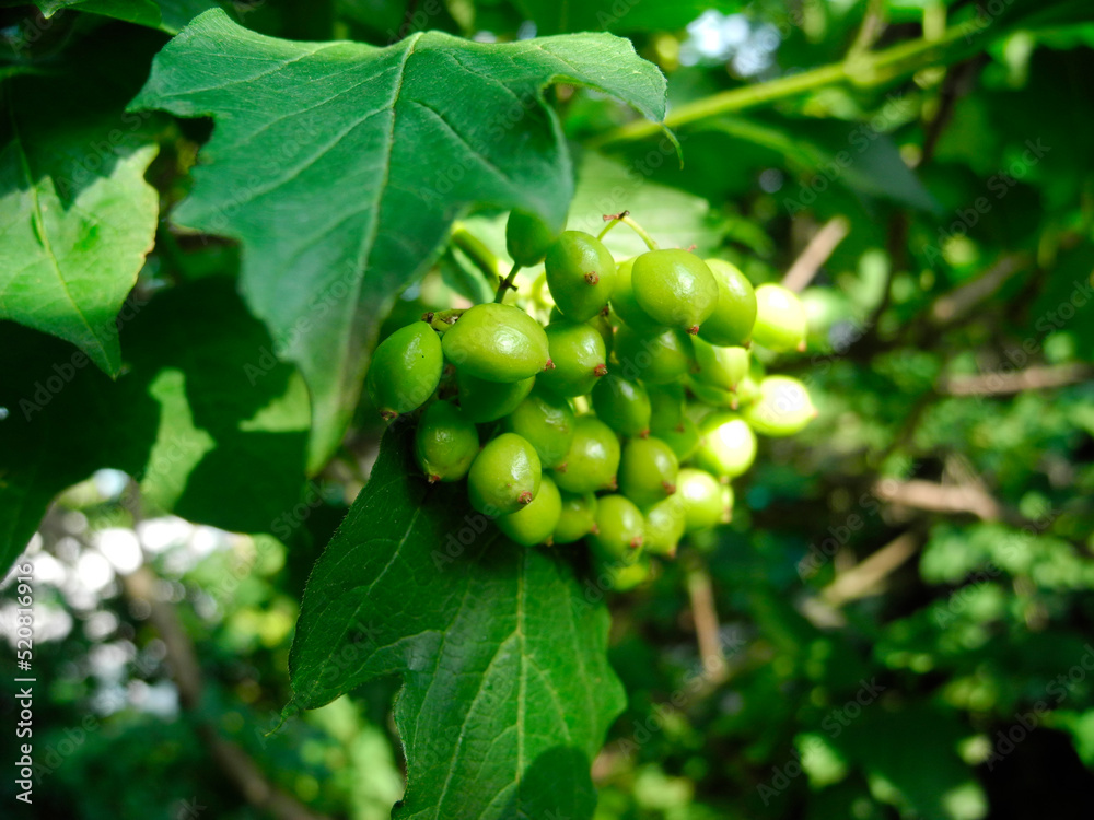 Bunches of unripe berries of Viburnum Bunches of unripe berries of Viburnum