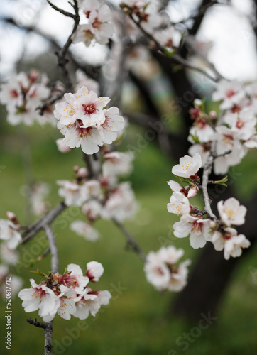 branch of flowering almond tree