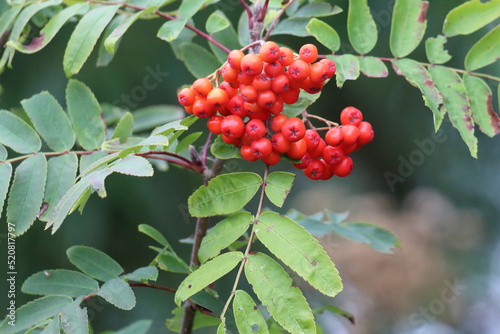 Red berries on a tree at a nature reserve. There is a lovely contrasting red against the green background.