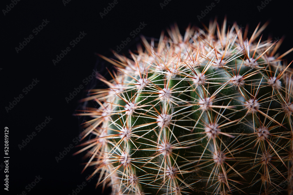cactus close-up on a black background cactus close-up on a black background
