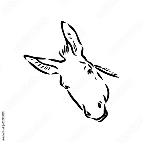 Sketch of donkey Hand drawn illustration donkey vector