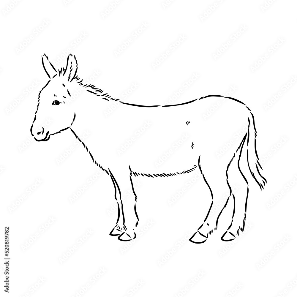 Fototapeta premium Sketch of donkey Hand drawn illustration donkey vector