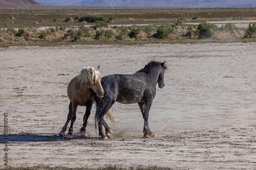 Wild Horses in Spring in the Utah Desert