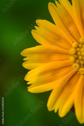 Obraz na płótnie Sphagneticola trilobata or Singapore daisy flower taken from top angle
