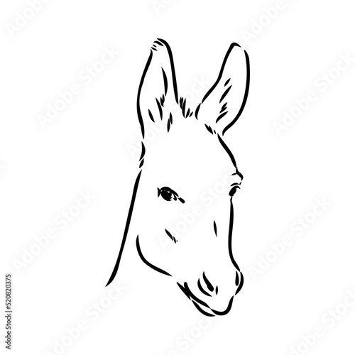 Sketch of donkey Hand drawn illustration donkey vector