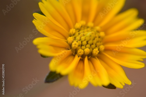 Obraz na płótnie Sphagneticola trilobata or Singapore daisy flower taken from top angle
