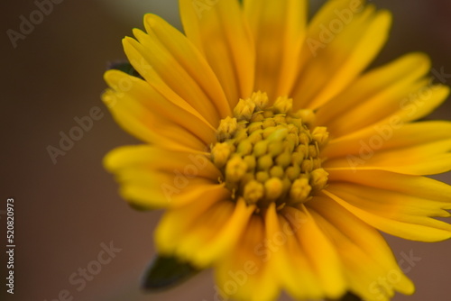 Fotografie Sphagneticola trilobata or Singapore daisy flower taken from top angle
