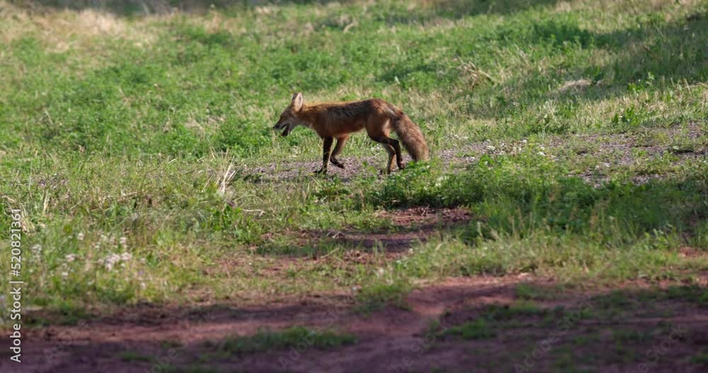 Wild fox walking through field next to park area Wild fox walking through field next to park area