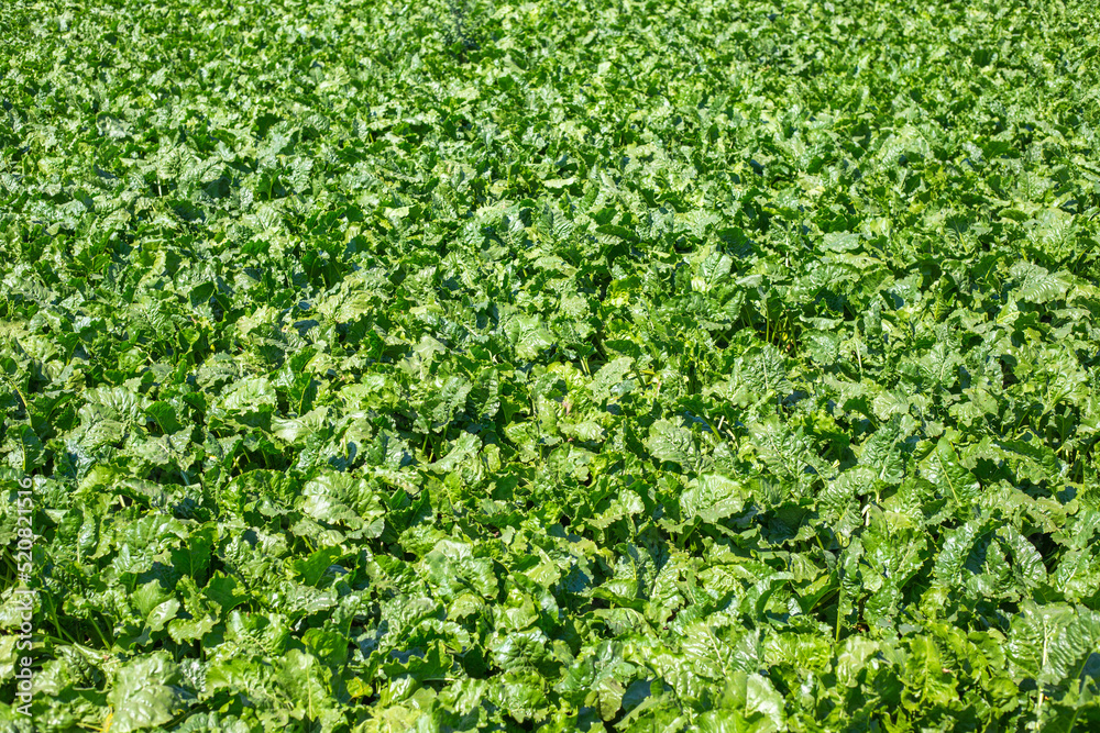 Agricultural field of sugar beet, growing and caring, harvesting vegetables. Green background from leaves Agricultural field of sugar beet, growing and caring, harvesting vegetables. Green background from leaves