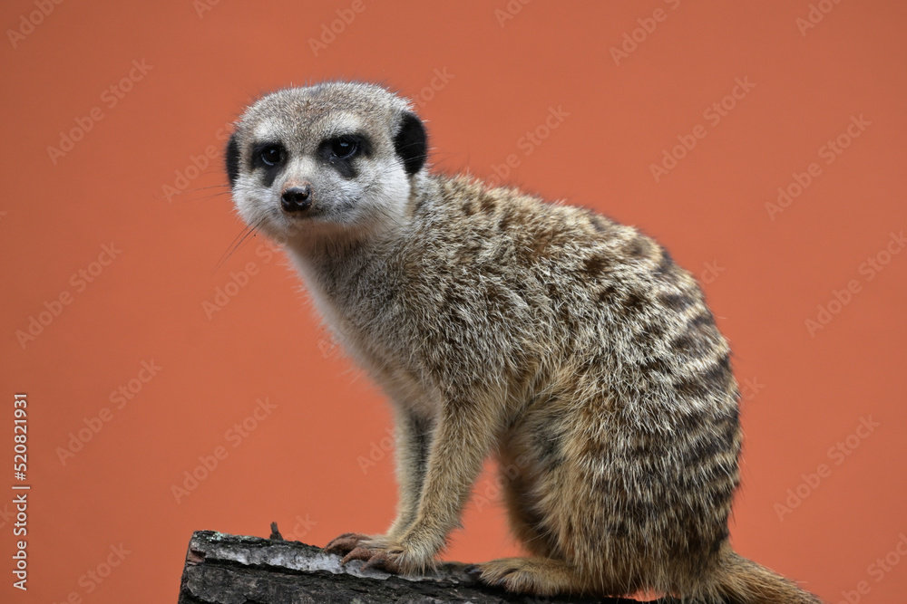 Fototapeta premium Meerkat - siruate