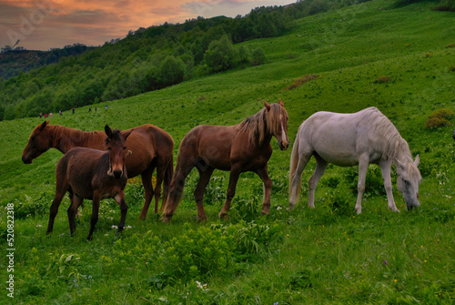 Georgian Horses, Mleta