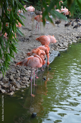 pink flamingos in the water