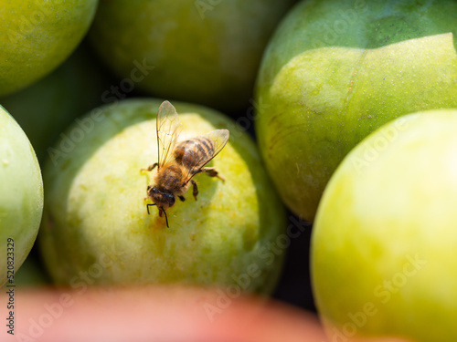 Honey bee on greengage plum