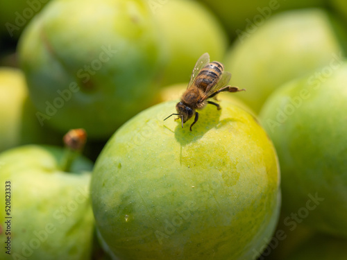 Honey bee on greengage plum
