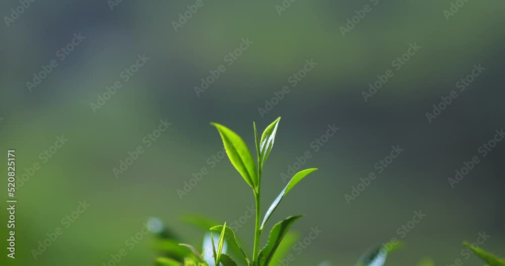 Close-up Fresh Perfect Tea Bud and Leaves on Tea Plantation Nature Close-up Fresh Perfect Tea Bud and Leaves on Tea Plantation Nature