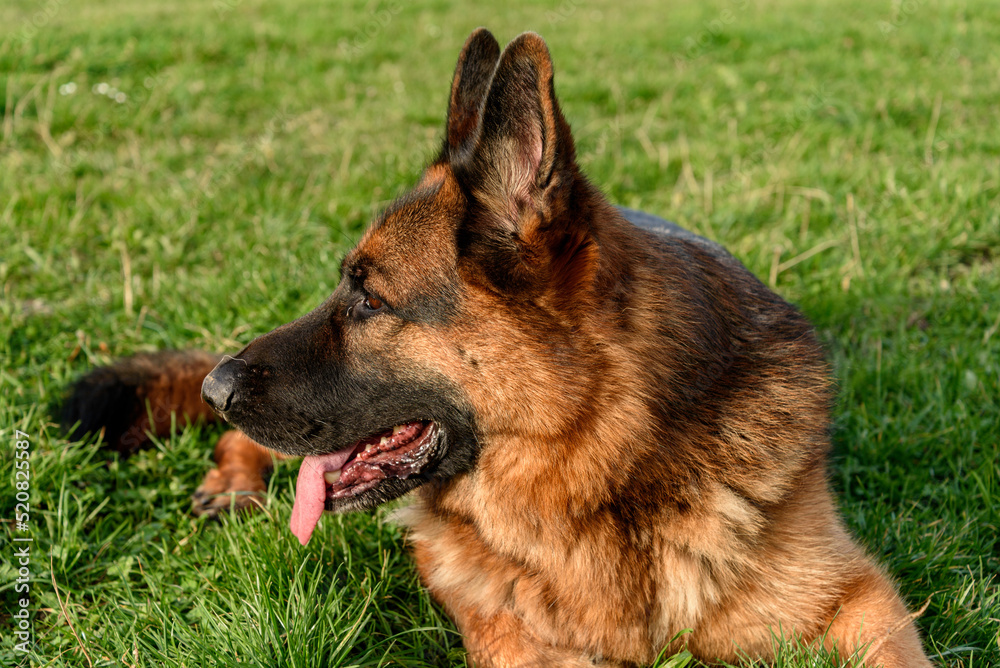 German shepherd dog lying on the grass, like a sphinx, relaxed, with his head turned and looking at the margin of the photo. mouth ajar ears erect German shepherd dog lying on the grass, like a sphinx, relaxed, with his head turned and looking at the margin of the photo. mouth ajar ears erect