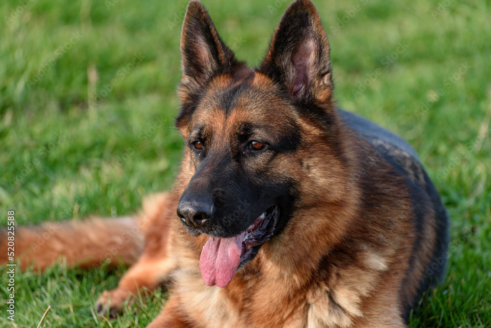 close-up of a german shepherd dog lying on the grass, on the grass, with his mouth half-open and staring beyond the photo and his ears pricked.