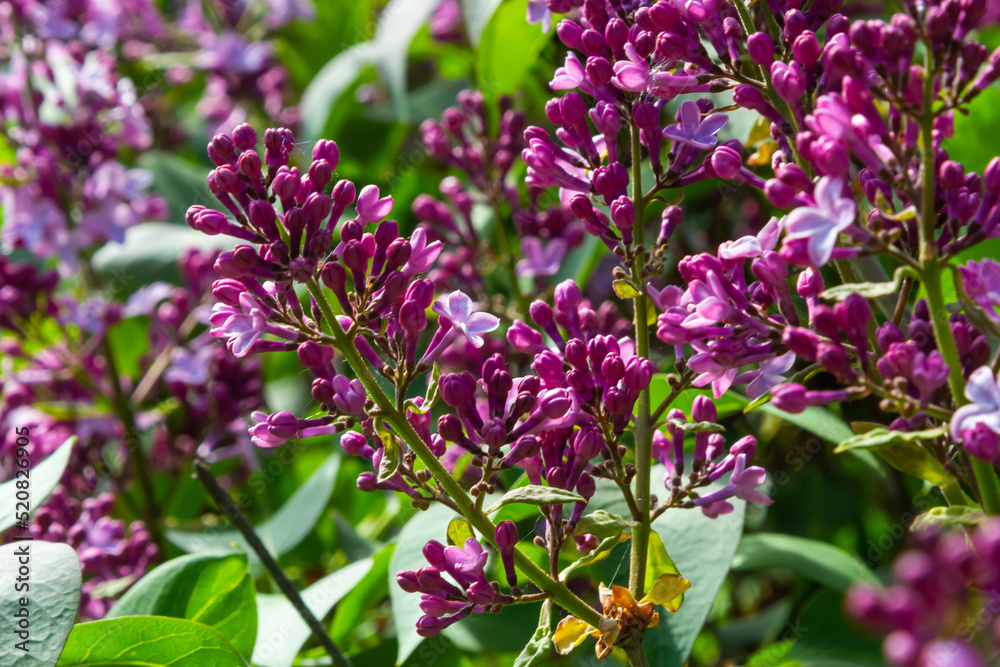 A branch of lilac lilac on a background of green leaves. Spring A branch of lilac lilac on a background of green leaves. Spring