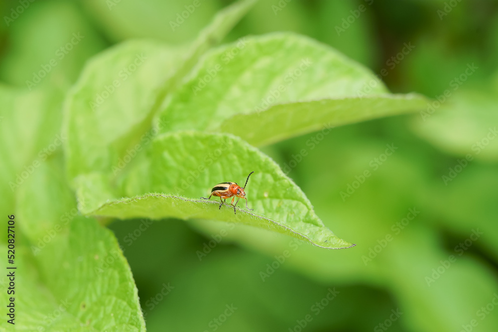 Colorado potato beetle walking on eggplant leaf Colorado potato beetle walking on eggplant leaf