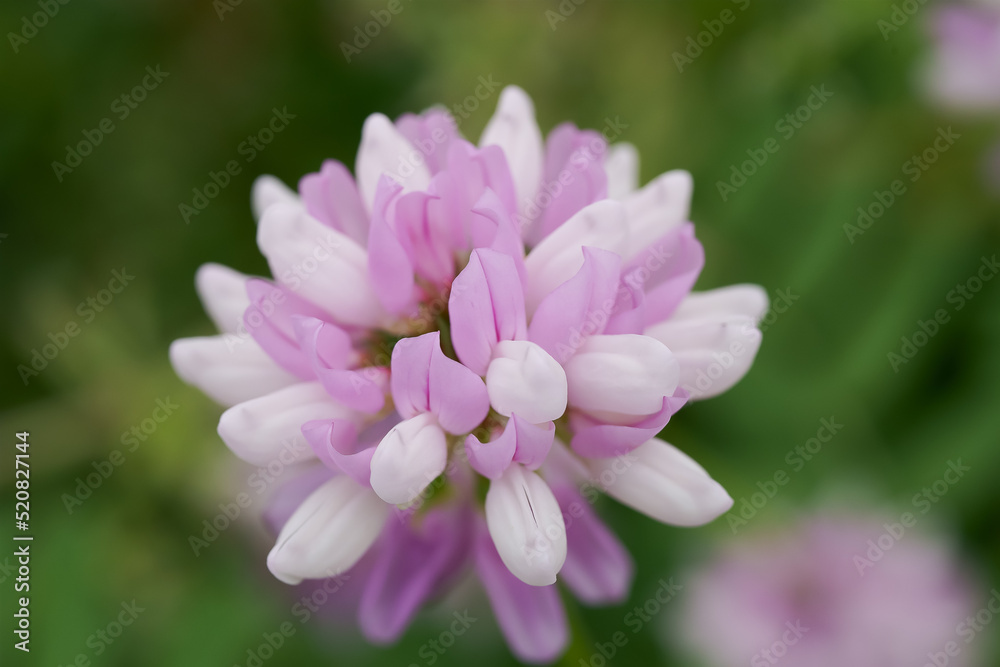 Blooming Crow vetch (Securigera Varia) Blooming Crow vetch (Securigera Varia)