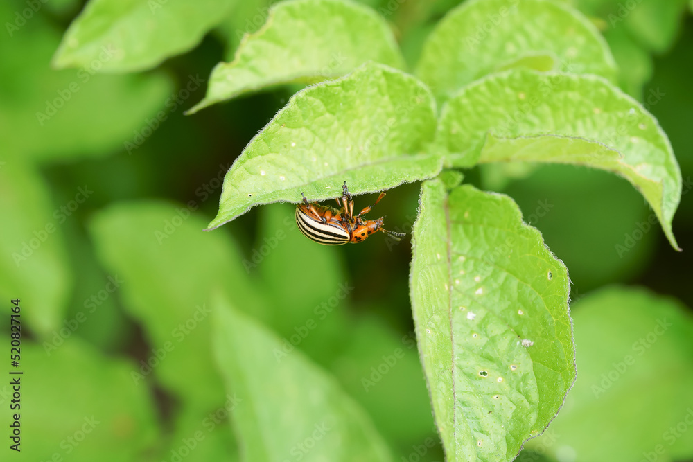 Colorado potato beetle walking on eggplant leaf Colorado potato beetle walking on eggplant leaf