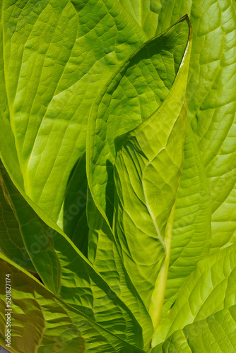 Skunk cabbage (Symplocarpus foetidus), a herb medicine