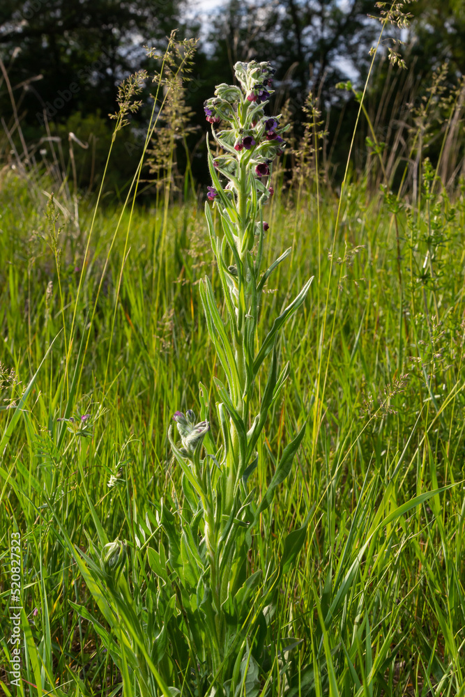 Blurred Houndstongue or dog's tongue, Cynoglossum officinale, flowering in meadow. Reddish-purple blue wildflowers in the wind. Macro. Selective focus Blurred Houndstongue or dog's tongue, Cynoglossum officinale, flowering in meadow. Reddish-purple blue wildflowers in the wind. Macro. Selective focus