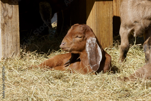 A baby Anglo Nubian, British breed lope-eared goat, taking a nap
