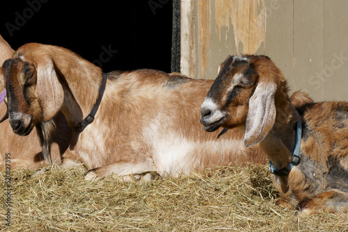 Anglo Nubian, British breed lope-eared goat, taking a nap