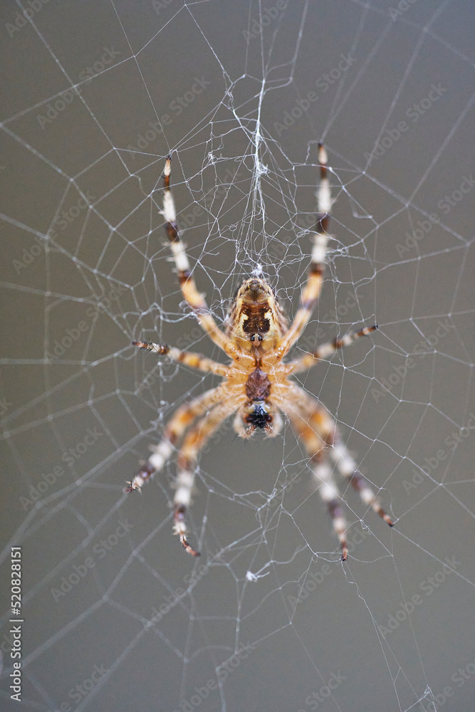 A spider with cross on the back sitting in its web A spider with cross on the back sitting in its web