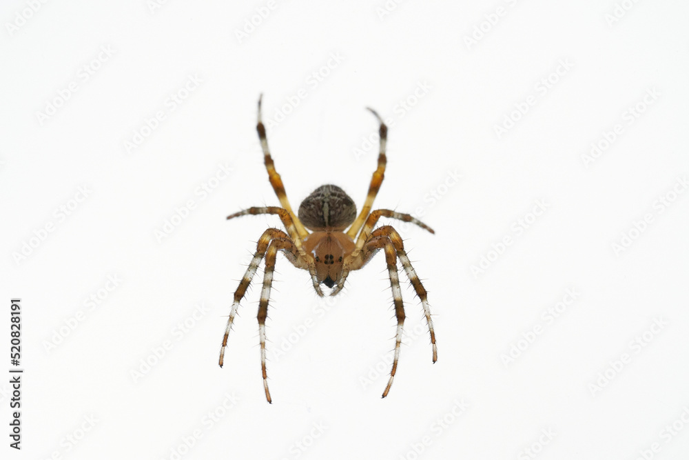 A spider with cross on the back sitting in its web A spider with cross on the back sitting in its web