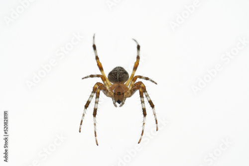 A spider with cross on the back sitting in its web