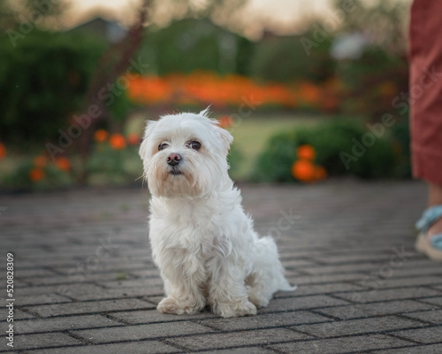 Beautiful thoroughbred Maltese on a walk outdoors.