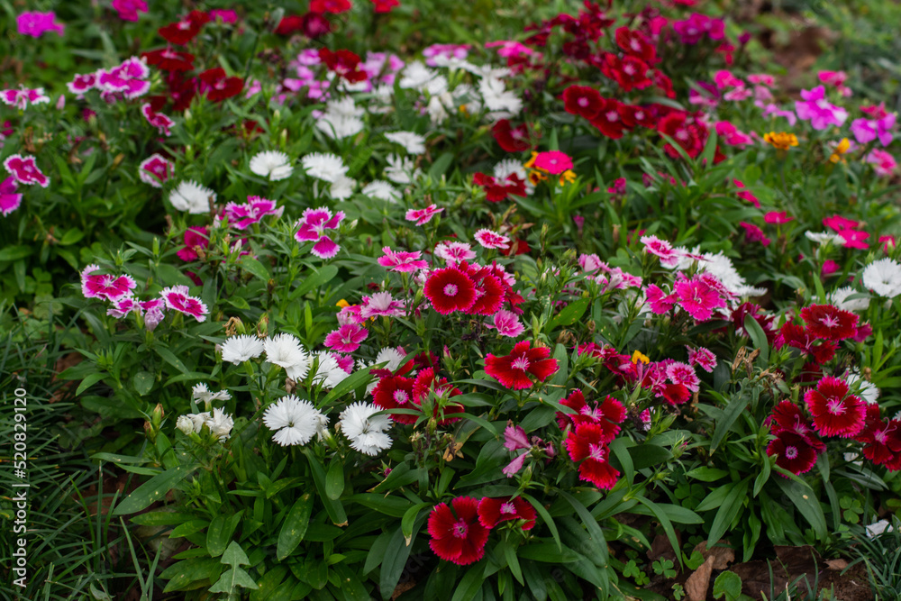 garden with multiple colorful flowers