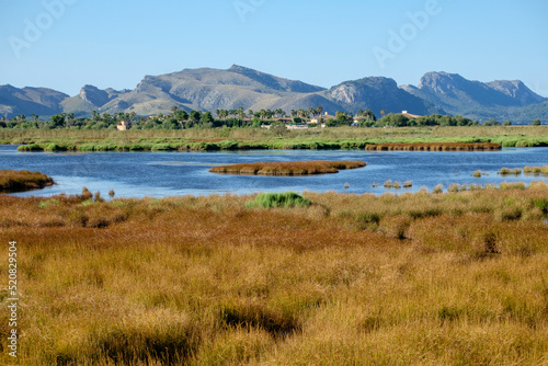 Reserva natural de l'Albufereta, bahia de Pollensa ,Mallorca, balearic islands, Spain