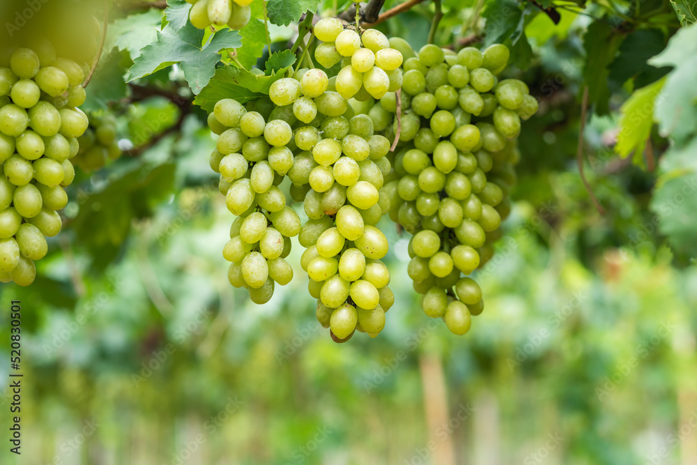 White wine grapes in vineyard on day time. Bunches of white wine green grapes on vine vineyard fruit farm organic at suanphung, ratchaburi thailand. White wine grapes in vineyard on day time. Bunches of white wine green grapes on vine vineyard fruit farm organic at suanphung, ratchaburi thailand.