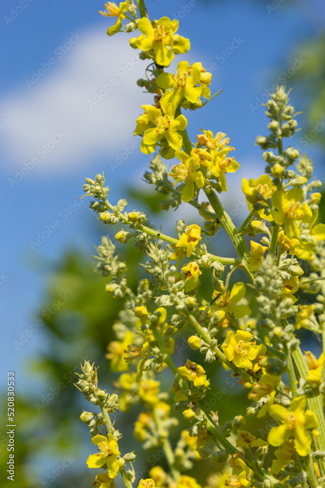 Mullein Verbascum in a natural environment of growth. Plant is highly valued in herbal medicine, it is used in the form of infusions, decoctions, ointments, oils Mullein Verbascum in a natural environment of growth. Plant is highly valued in herbal medicine, it is used in the form of infusions, decoctions, ointments, oils