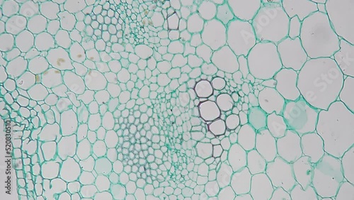 Stem of dicotyledon in transversal section cut filmed under microscope on bright field 200x. Scientific slide with plant piece magnified in lots of times with green bundles of chloroplasts cells