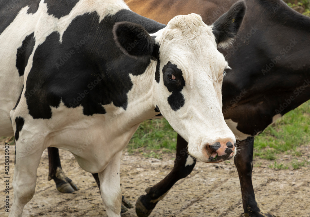 Black and white cow walking to the milking parlour Black and white cow walking to the milking parlour