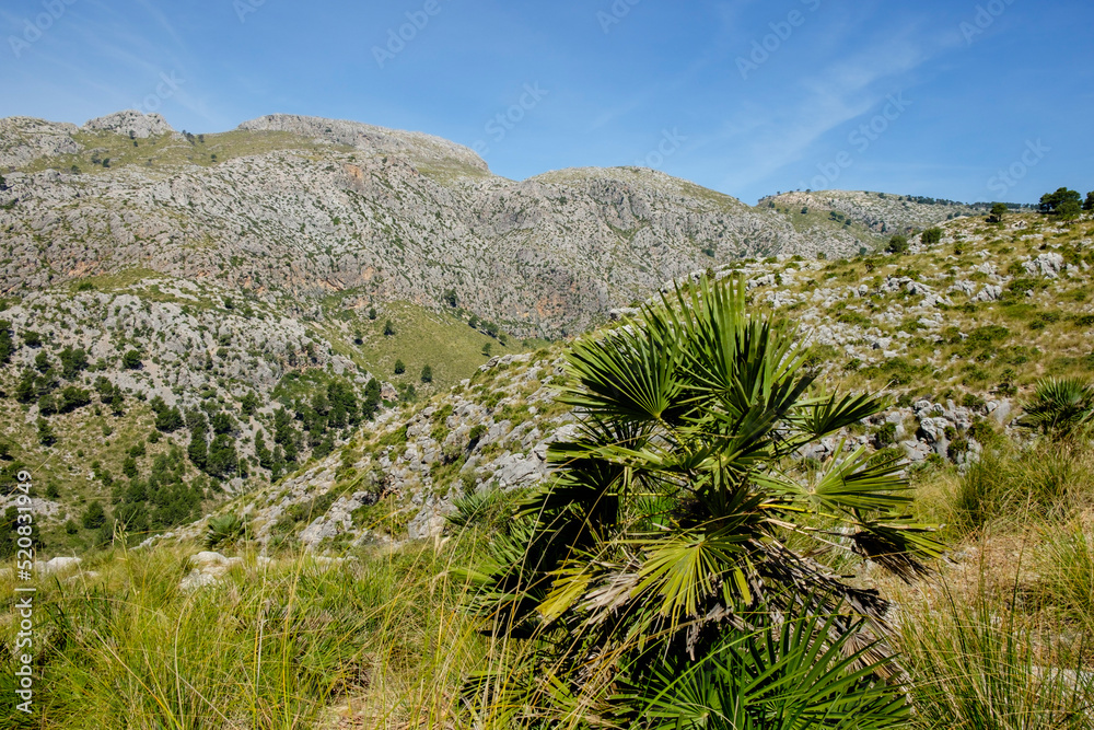 Mola de s´Esclop, 929 mts, y coma des Voltors, Finca Pública Galatzó, Calvia, Mallorca, balearic islands, spain, europe