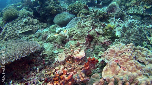 Devil or Humpback scorpionfish (Scorpaenopsis diabolus) crawling on top of coral
